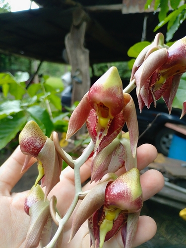 Catasetum Maculatum
