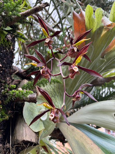 Catasetum Saccatum