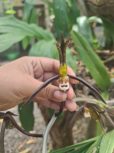 Catasetum Saccatum
