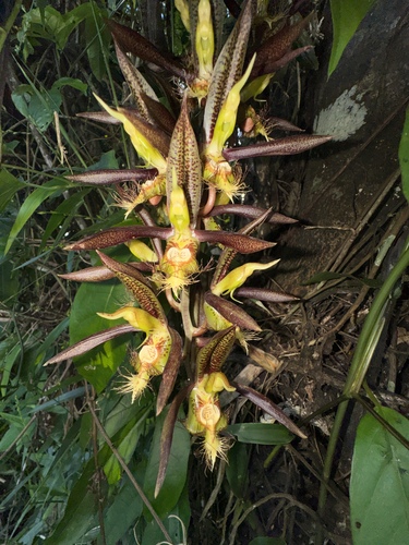 Catasetum Saccatum
