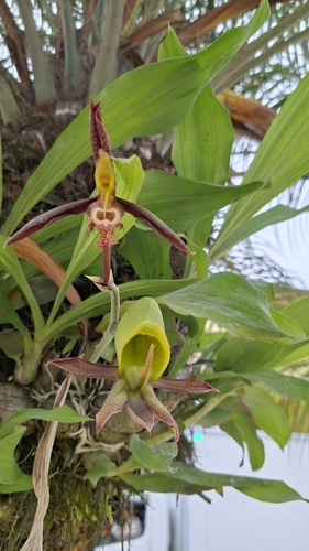 Catasetum Saccatum
