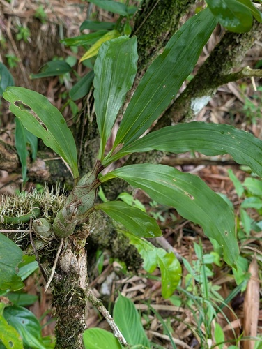 Catasetum Macrocarpum
