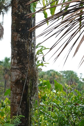 Catasetum Macrocarpum