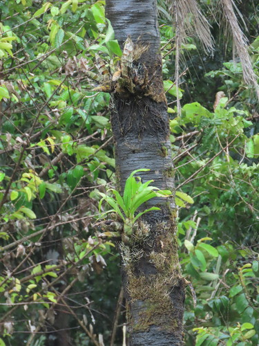Catasetum Macrocarpum