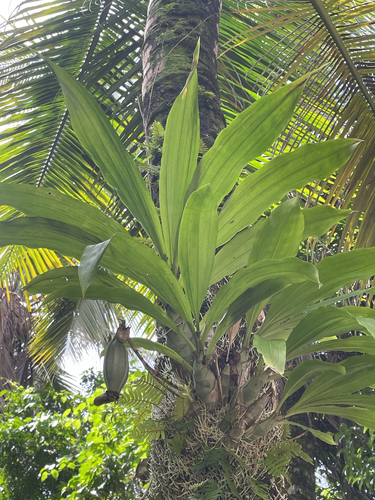 Catasetum Macrocarpum