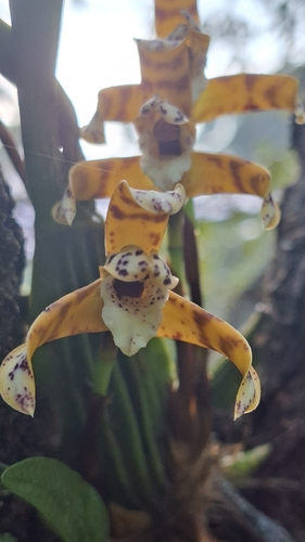 Maxillaria Picta