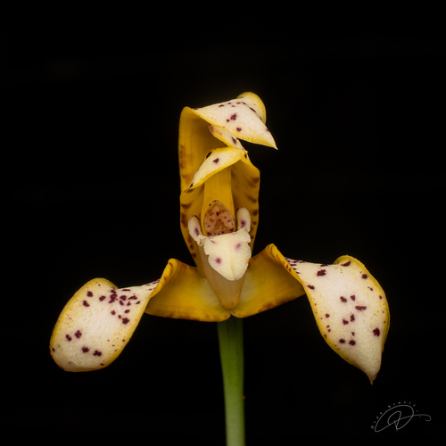 Maxillaria Picta