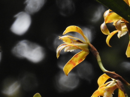 Maxillaria Picta