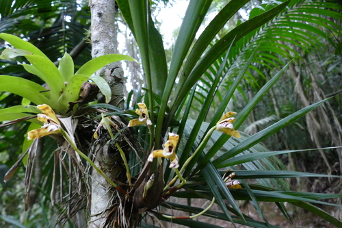 Maxillaria Picta