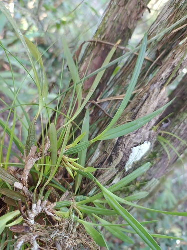 Maxillaria Tenuifolia (Orquídea de Coco)