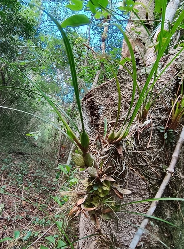 Maxillaria Tenuifolia (Orquídea de Coco)