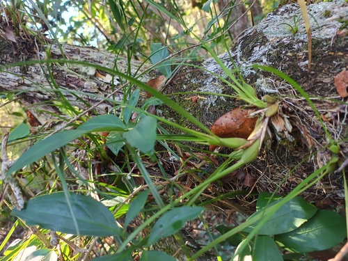 Maxillaria Tenuifolia (Orquídea de Coco)