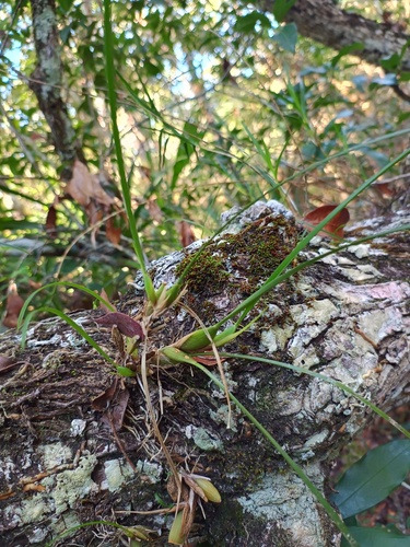 Maxillaria Tenuifolia (Orquídea de Coco)