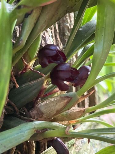 Maxillaria Schunkeana (Orquídea Negra Brasileira)