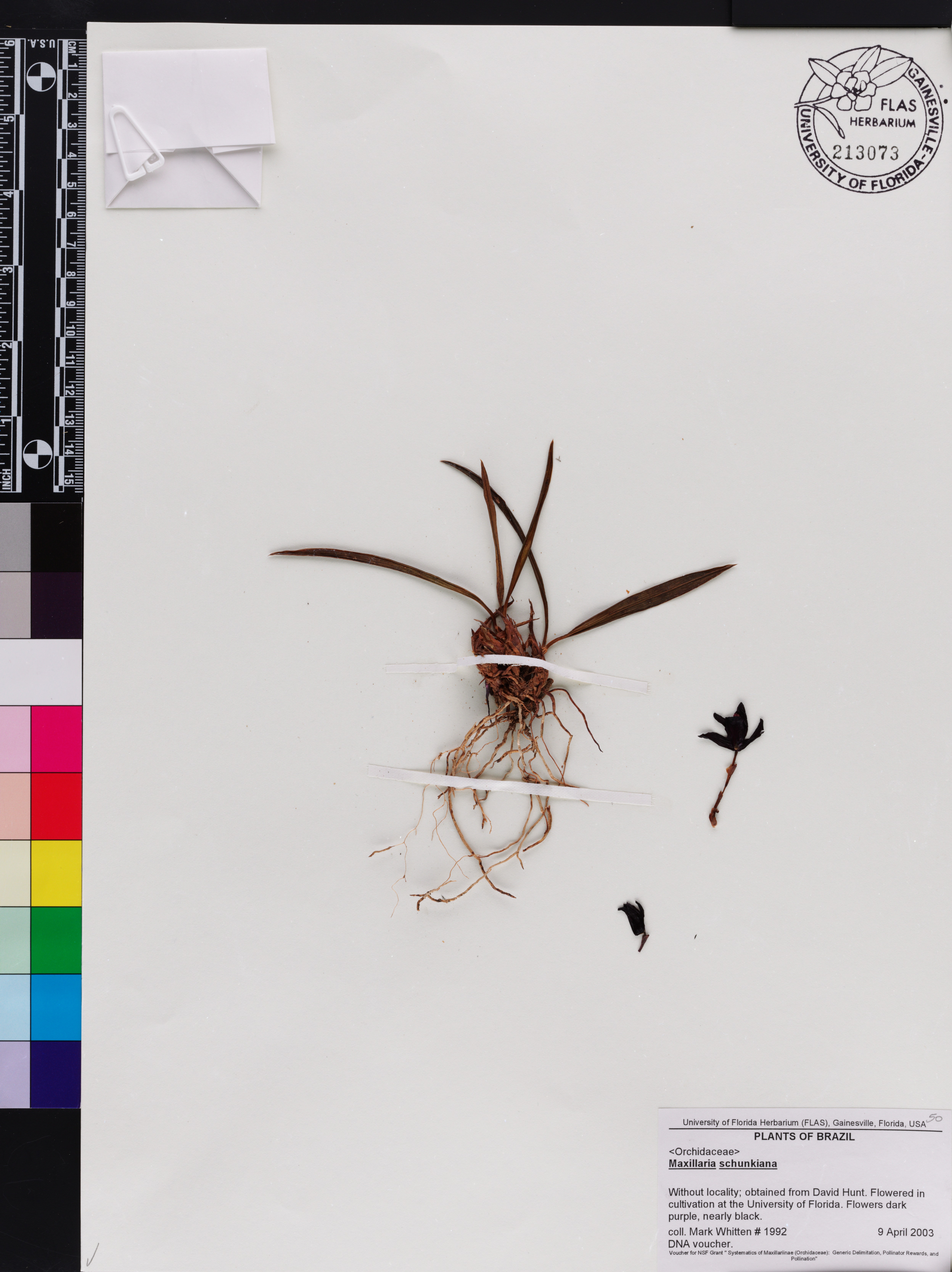 Maxillaria Schunkeana (Orquídea Negra Brasileira)