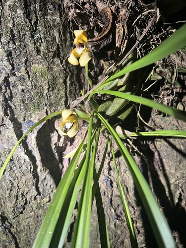 Maxillaria Porphyrostele