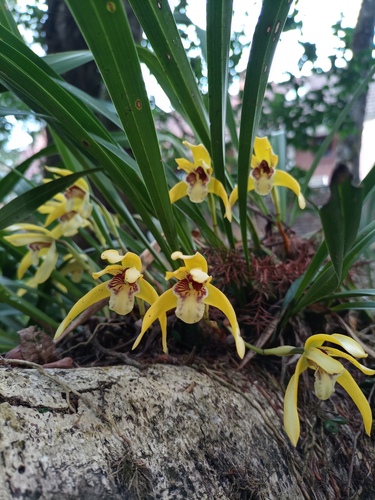Maxillaria Porphyrostele