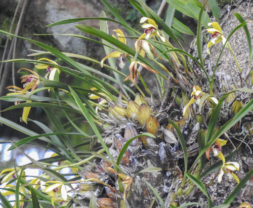 Maxillaria Porphyrostele