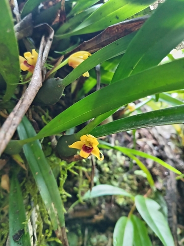Maxillaria Variabilis