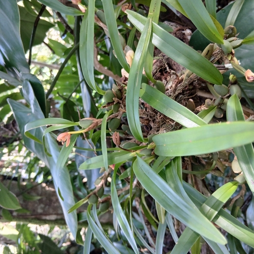Maxillaria Variabilis