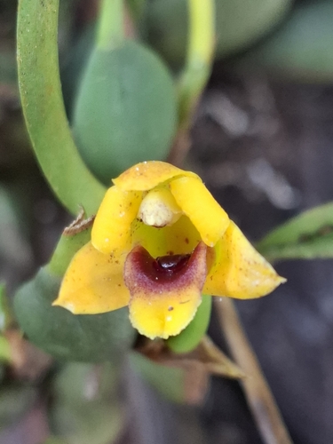Maxillaria Variabilis