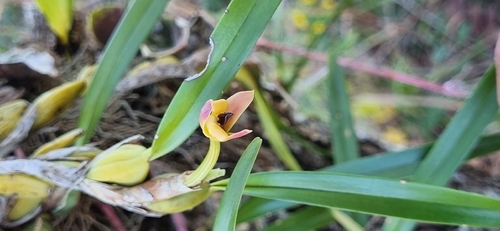 Maxillaria Variabilis