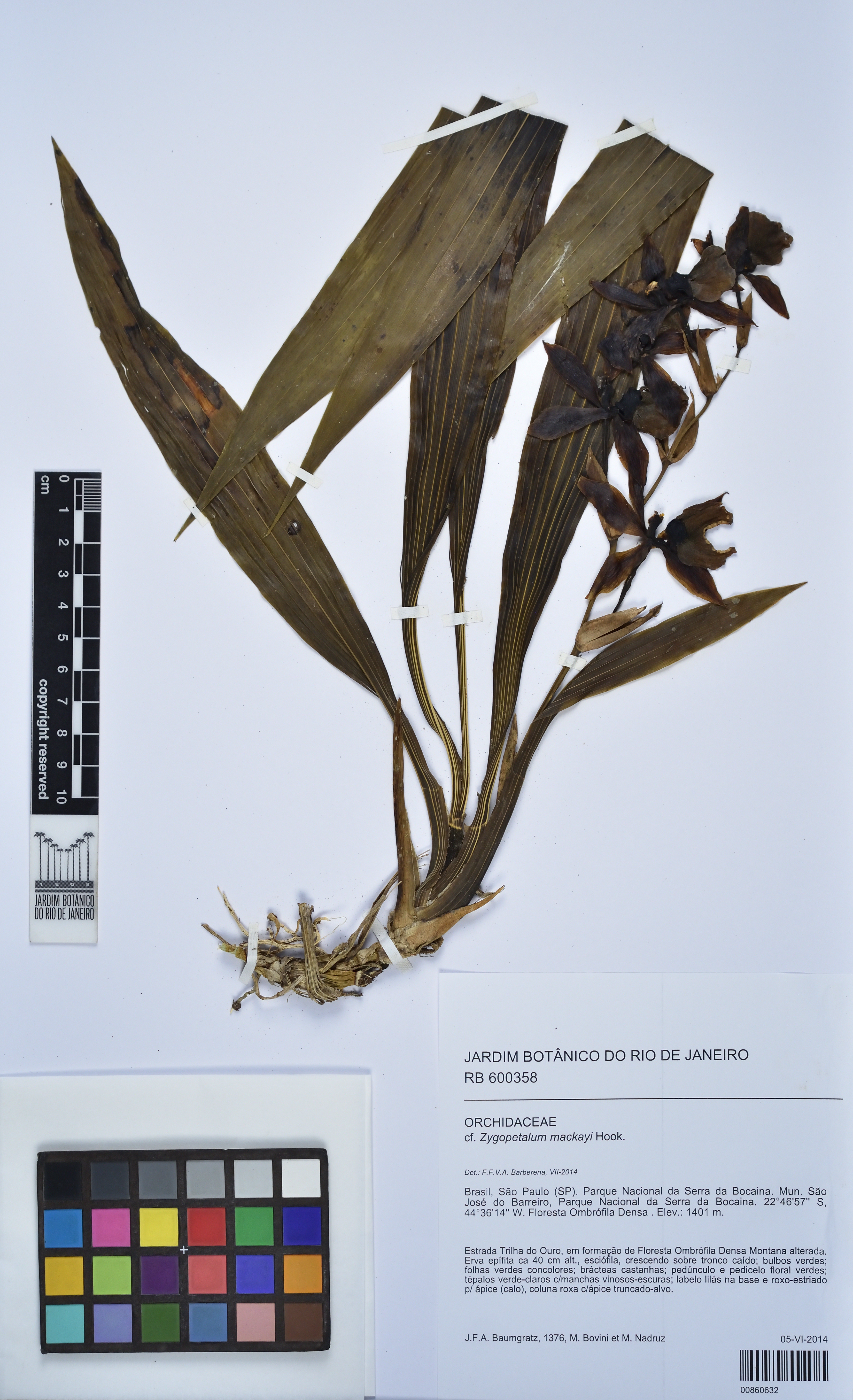 Zygopetalum Mackayii