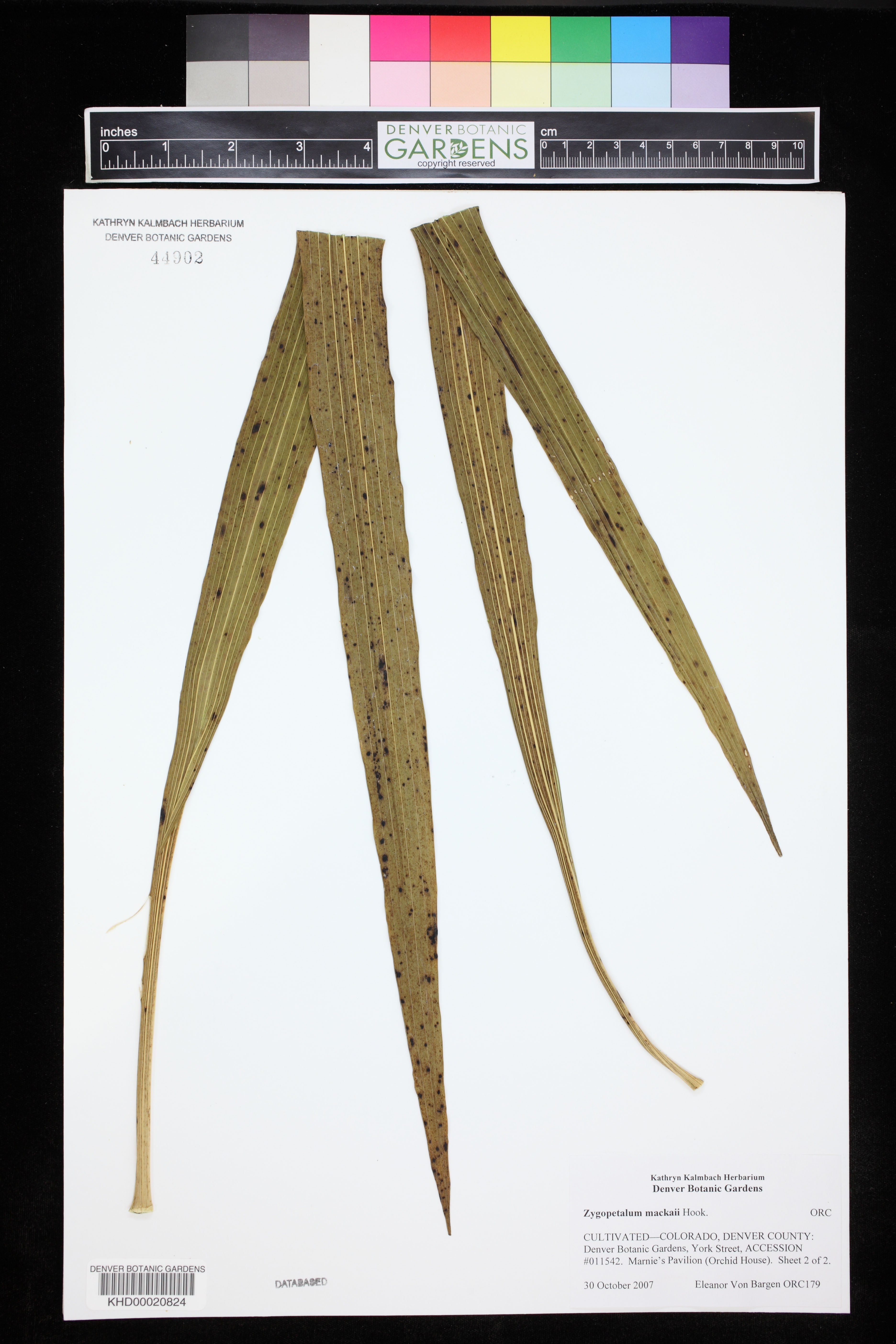 Zygopetalum Mackayii