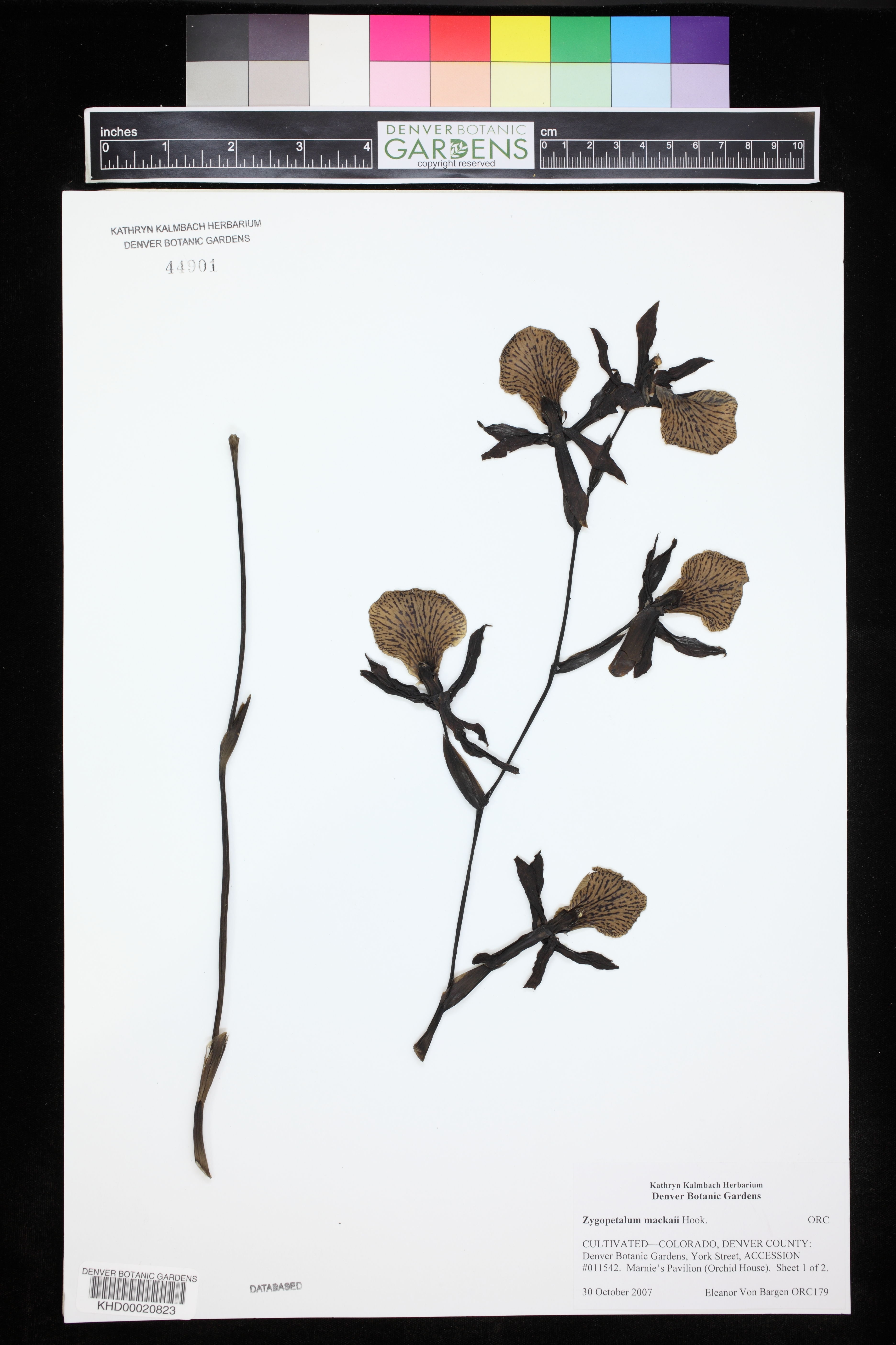 Zygopetalum Mackayii