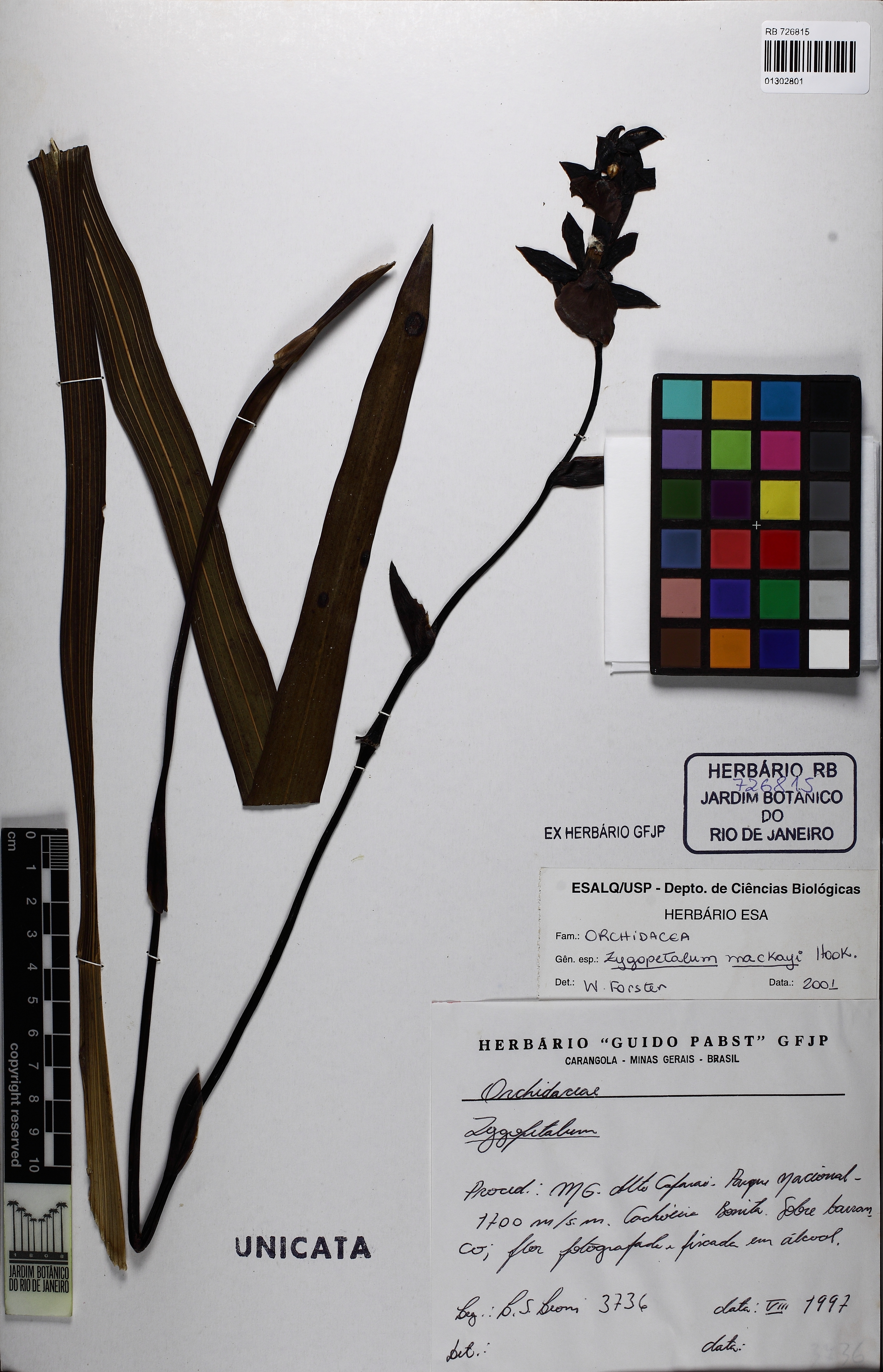 Zygopetalum Mackayii