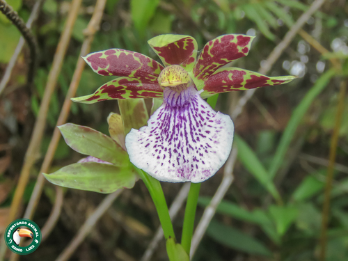 Zygopetalum Crinitum