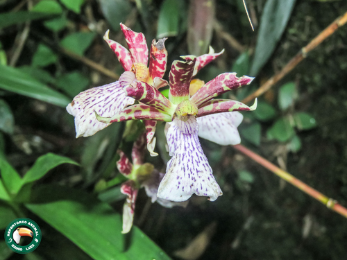 Zygopetalum Crinitum