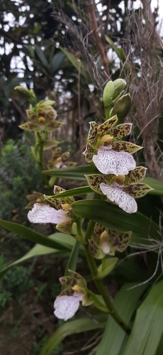 Zygopetalum Crinitum
