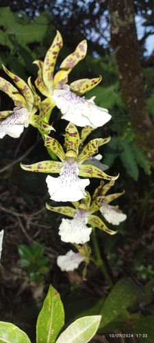 Zygopetalum Crinitum