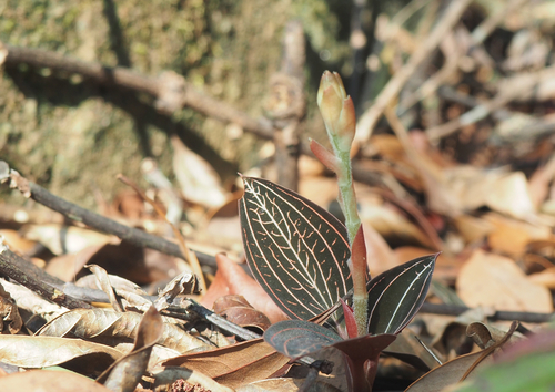Ludisia Discolor (Orquídea Joia / Pipoca)