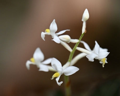 Ludisia Discolor (Orquídea Joia / Pipoca)