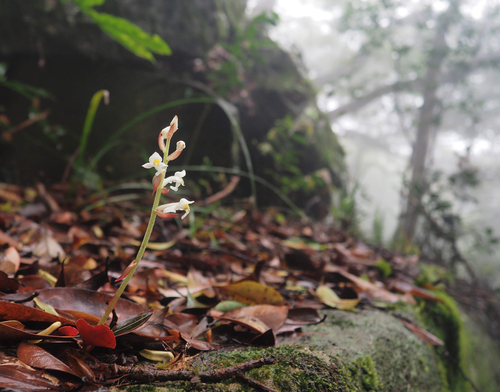Ludisia Discolor (Orquídea Joia / Pipoca)