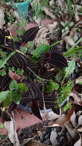 Ludisia Discolor (Orquídea Joia / Pipoca)