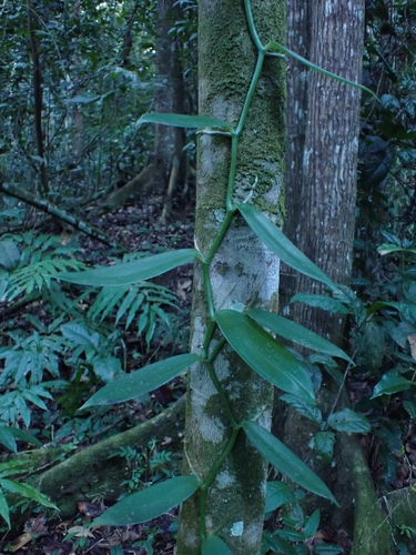 Vanilla Planifolia (Orquídea da Baunilha)