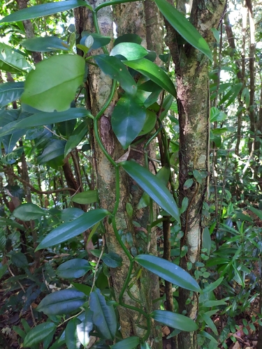 Vanilla Planifolia (Orquídea da Baunilha)