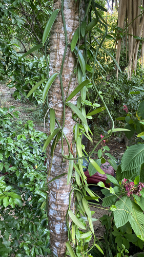 Vanilla Planifolia (Orquídea da Baunilha)