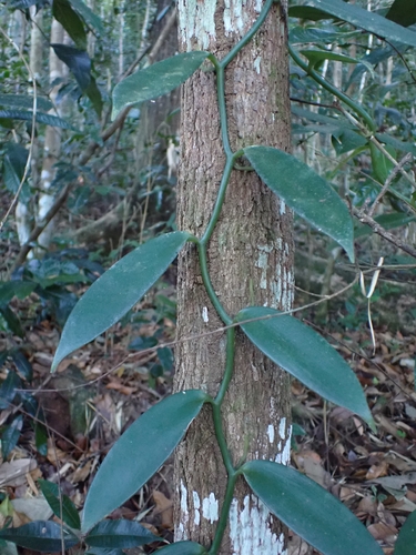 Vanilla Planifolia (Orquídea da Baunilha)