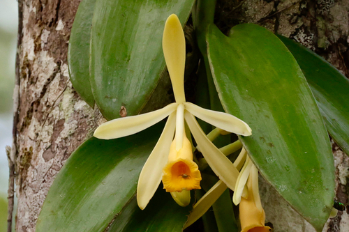 Vanilla Pompona