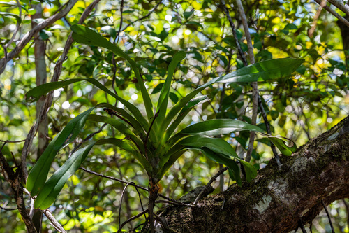 Angraecum Sesquipedale (Estrela de Darwin)