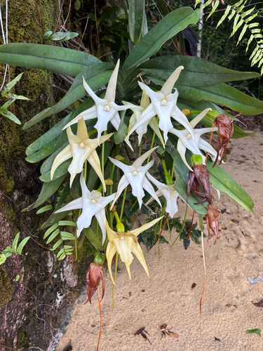 Angraecum Sesquipedale (Estrela de Darwin)