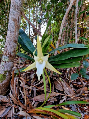 Angraecum Sesquipedale (Estrela de Darwin)