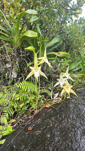 Angraecum Sesquipedale (Estrela de Darwin)