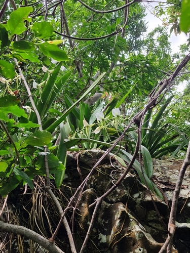 Angraecum Eburneum