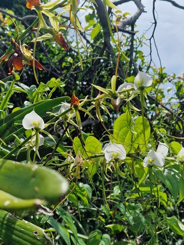 Angraecum Eburneum