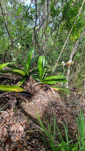 Angraecum Eburneum